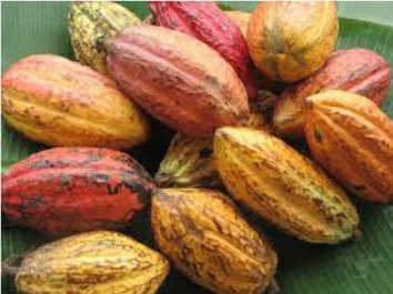 ripe cocoa pods
